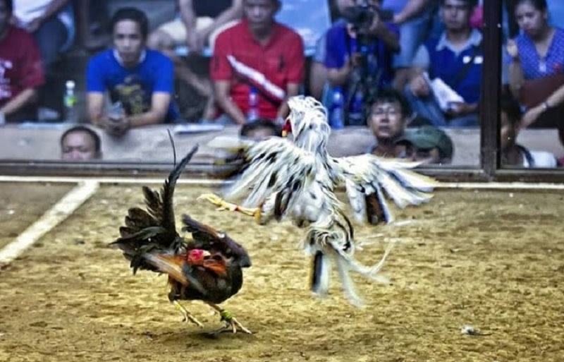 Đá Gà Thomo - Bí Mật Sới Gà Quốc Tế Kinh Nghiệm Chinh Phục Đá Gà Thomo - Bí Mật Sới Gà Quốc Tế Kinh Nghiệm Chinh Phục