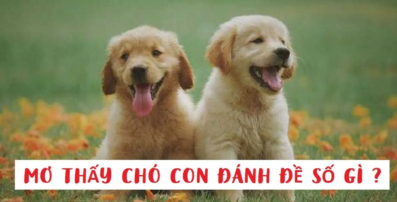 Mơ Thấy Chó Đánh Đề Con Gì - Giải Mã Bí Ẩn Giấc Mộng 7 mo thay cho danh de con gi 67d95bcfa9ace
