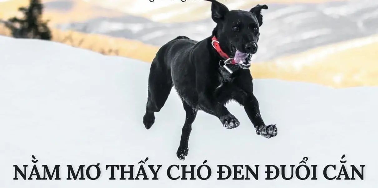 Mơ Thấy Chó Đánh Đề Con Gì - Giải Mã Bí Ẩn Giấc Mộng Mơ Thấy Chó Đánh Đề Con Gì - Giải Mã Bí Ẩn Giấc Mộng