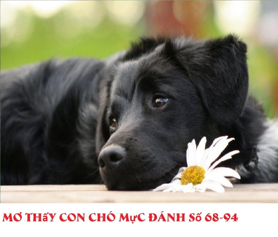 Mơ Thấy Chó Đánh Đề Con Gì - Giải Mã Bí Ẩn Giấc Mộng Mơ Thấy Chó Đánh Đề Con Gì - Giải Mã Bí Ẩn Giấc Mộng